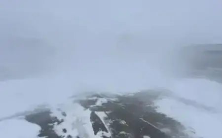 Rosalie Vaillancourt Hired Escort for Gala: A Revealing Insight