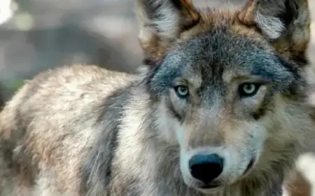 Colorado Wildlife Officials Halt Gray Wolf Reintroduction This Winter