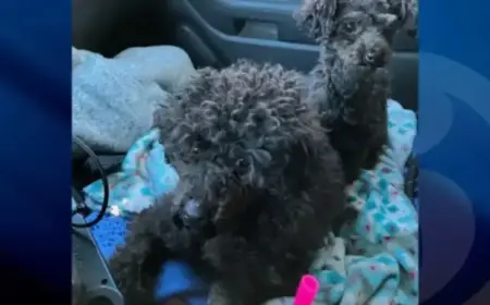$5K Reward Issued for Abandoned Poodles in Cold Colchester Weather