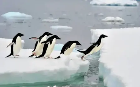 BBC Crew Breaks Protocol to Save Trapped Penguins in Nature Documentary