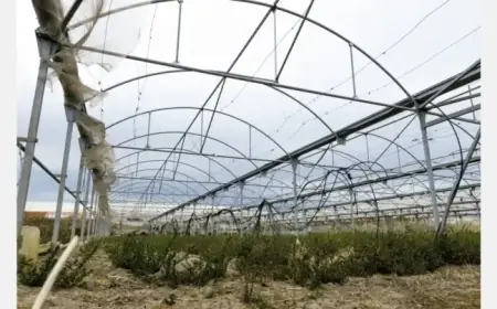 Winds Devastate Greek Greenhouses, Impacting Local Growers