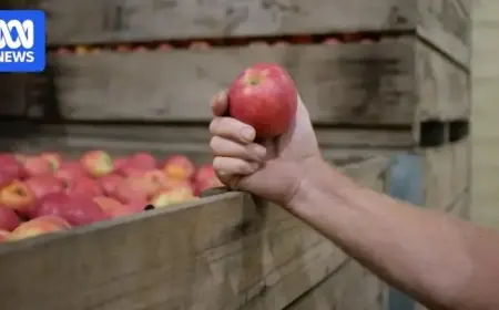 Discover Why Supermarket Apples Can Be Up to a Year Old