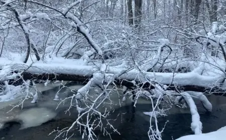 Do Trees Explode in Extreme Cold? The Surprising Truth