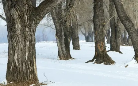 Exploding Trees in Extreme Cold: The Real Winter Risk Behind the “Boom” Sounds