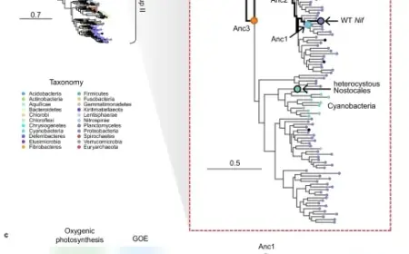 Revived Nitrogenases Replicate N-Isotope Biosignatures Across Two Billion Years