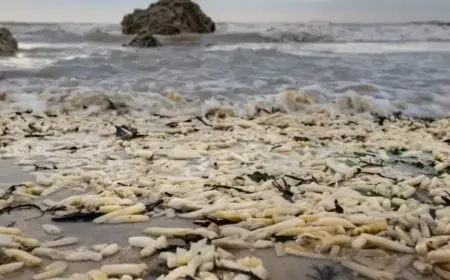 Onions and Chips On England’s Coast: The Science Behind Their Arrival