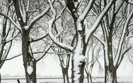 Toronto Faces -24 Wind Chill Friday Amid Ongoing Cold Snap: Live Updates