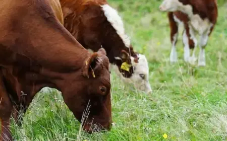 Federal Cuts Threaten Future of N.S. Research Farm