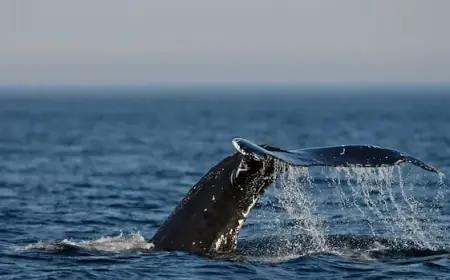 Warming Gulf of St. Lawrence Alters Whales’ Diet, Prompts Meal Sharing