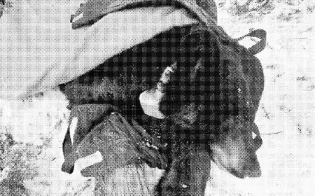 Banff National Park Leaders Relocate Black Bear Despite Experts’ Warnings