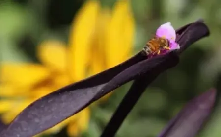 “Wonder Man Achieves Second Highest Rotten Tomatoes Score in MCU History”