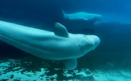 Marineland Seeks Federal Approval to Export 30 Belugas to U.S. Aquariums