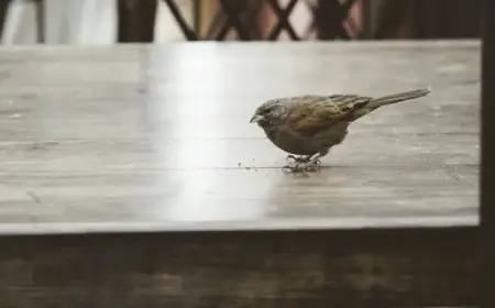 Goldman Sachs, Morgan Stanley Staff Outside Front Office Report Low Bonuses