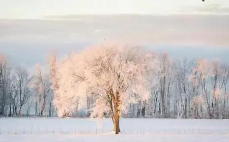 Experts Debunk Viral Claim: Cold Won’t Cause Trees to Explode