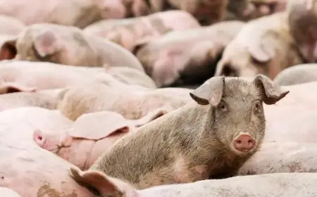 Health Canada Approves Gene-Edited Pigs as Safe for Consumption