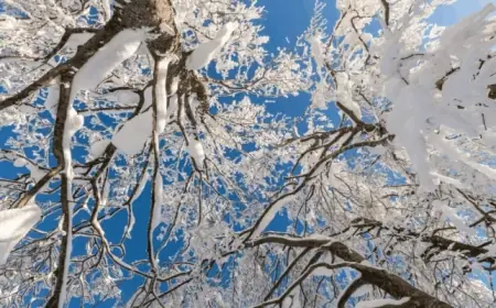 “Exploding Trees” in Extreme Cold: Real Risk, Rare Event, Serious Consequences