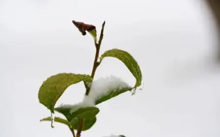 “Prepare Now: Essential Steps for the Upcoming Ice Storm”