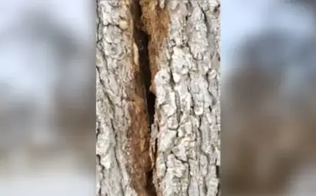 Why Winter Storms Cause ‘Exploding Trees’: An Explanation