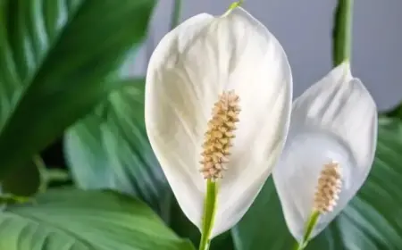 Boost Peace Lily Blooms: One Simple Change for 8 Flowers