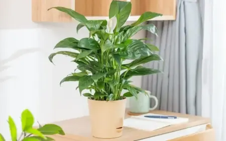 Avoid Placing Peace Lilies Here: Discover the Reason Why