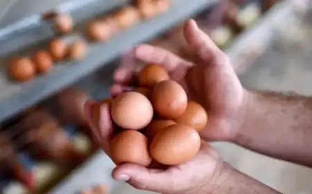 Vital Farms Egg Boycott: What’s Happening and Why It Matters