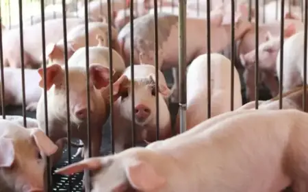 Czarniak: Expanding Markets Must Benefit Farmers Too