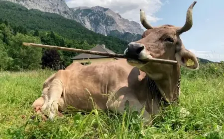 Veronika the Cow: Pioneering Flexible, Multipurpose Tool Use