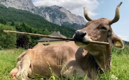 Cow Surprises Experts by Using Tools