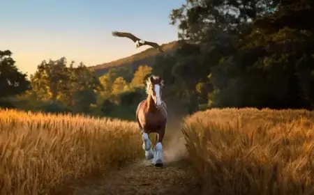 Budweiser Super Bowl Ad Features Clydesdale and Bald Eagle