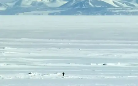 Penguins Mysteriously Walk Inland, Leading to Their Tragic Demise
