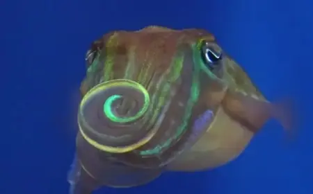 Dazzle Potential Mates With Invisibility Patterns: A New Flirting Technique