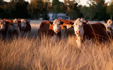 Macquarie Initiates $3 Billion Paraway Pastoral Sale