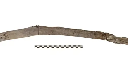 Oldest Wooden Tools Unearthed in Greece Rewrite History