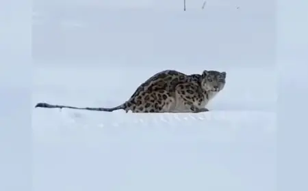 Skier Attacked by Snow Leopard in China’s Xinjiang Region