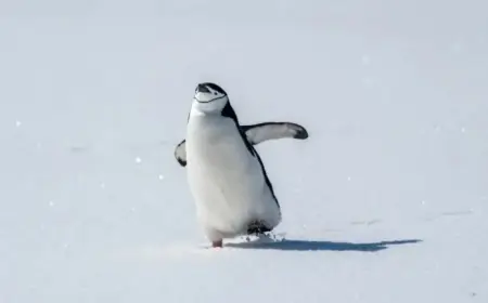 “Nihilist Penguin: Embracing Quiet Aesthetic in Departing the Herd”