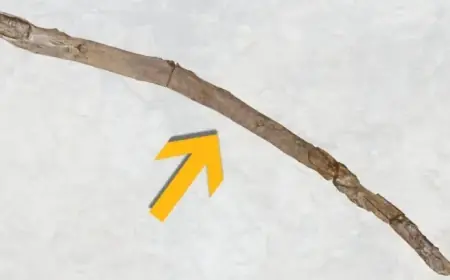 Ancient 430,000-Year-Old Wooden Tool Discovered in Greece