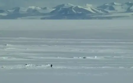 Exploring TikTok’s Viral ‘Nihilistic Penguin’ Meme