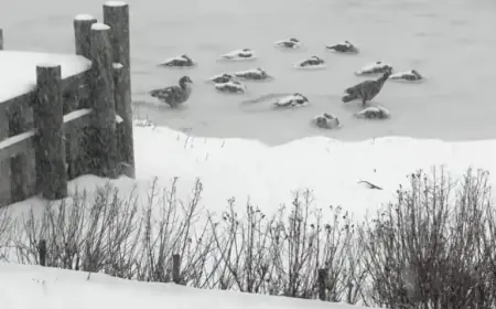 North Fork Schools Close as Record Snowfall Blankets Area