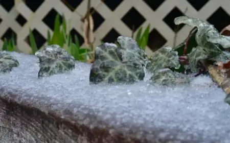 Georgia’s Ice and Sleet Totals: Comprehensive Statewide Report