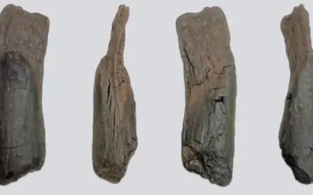 World’s Oldest Human-Shaped Tool Discovered: A 430,000-Year-Old Stick