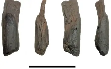 Researchers Discover World’s Oldest 430,000-Year-Old Wooden Tools