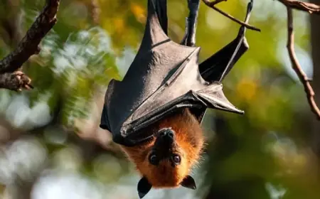 Nipah Virus Threat: Asian Countries Heighten Vigilance Against Deadly Disease