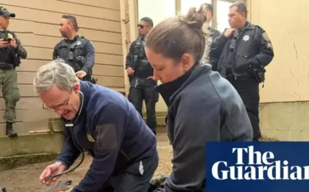 Coyote Disrupts Live TV Coverage of Cougar Capture in San Francisco