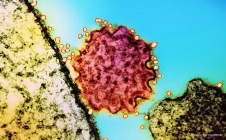 Nipah virus outbreak in India 2026 declared contained after two confirmed cases, as Asia tightens airport screening