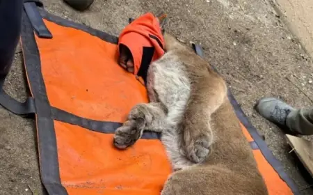 San Francisco Marvels at Newest Animal Sensation: Mountain Lion Spotted