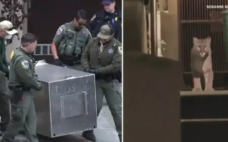 Mountain Lion Captured After Numerous Sightings in San Francisco’s Pacific Heights