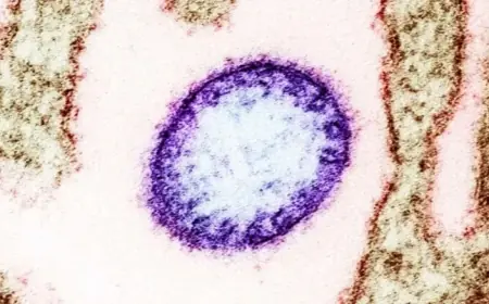 Nipah Virus Detected: Asia Intensifies Airport Screenings After Two Cases Confirmed