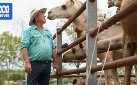 Queensland Farm Thrives as US Wellness Industry Embraces Camel Milk