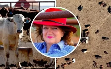Rinehart to Sell Queensland Cattle Stations Amid Rising Land Taxes