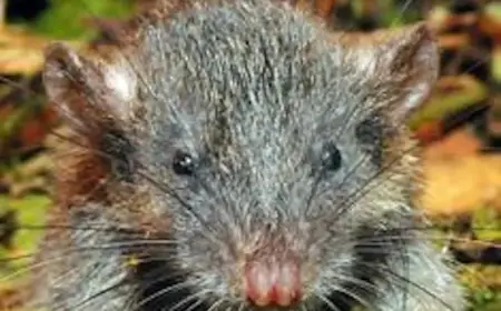 WinRAR Vulnerability Widely Exploited to Deploy Remote Access Tools